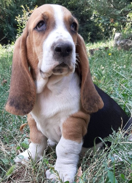 Basset hound elad gynyr tricolor