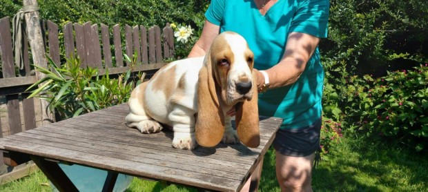 Basset hound trzsknyvezett kiskutyk