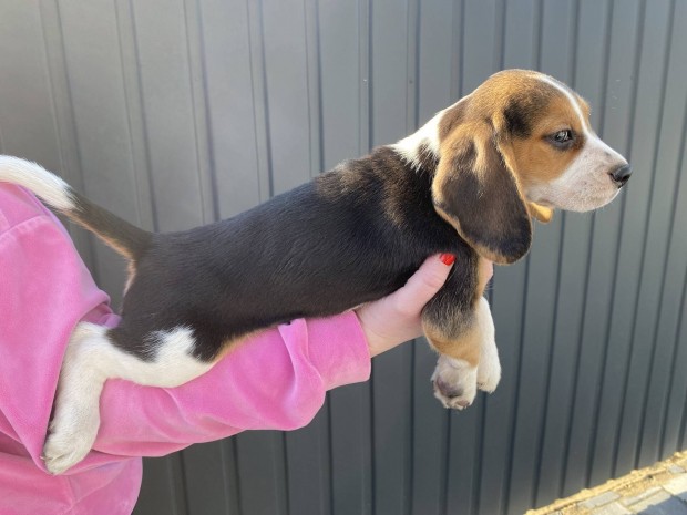 Beagle fajtatiszta jelleg kiskutyk