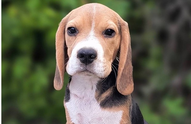 Beagle fajtatiszta kan kiskutya