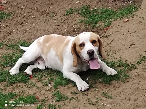 Beagle jelleg kan kutya ingyen elvihet