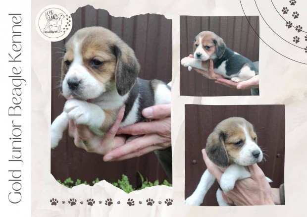 Beagle kan kiskutya elad