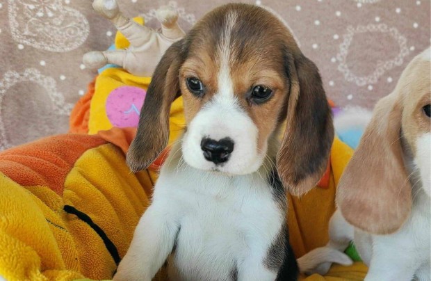 Beagle kislny 2x oltva gazdit keres!