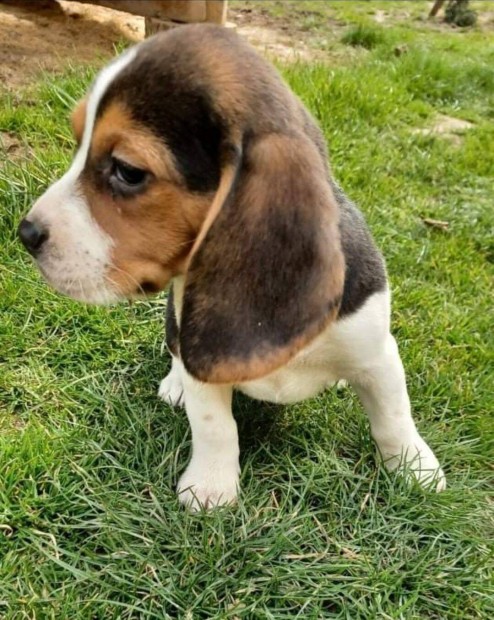 Beagle klykk