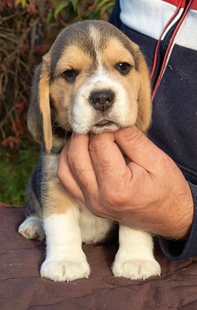 Beagle klyk