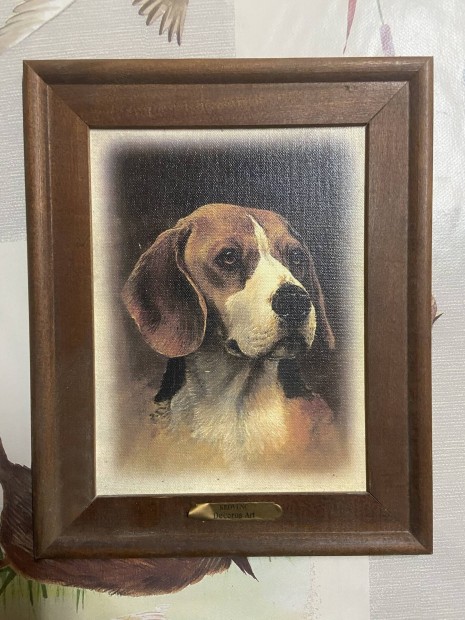 Beagle kutys fali kp