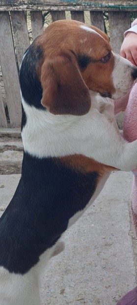 Beagle kutyus