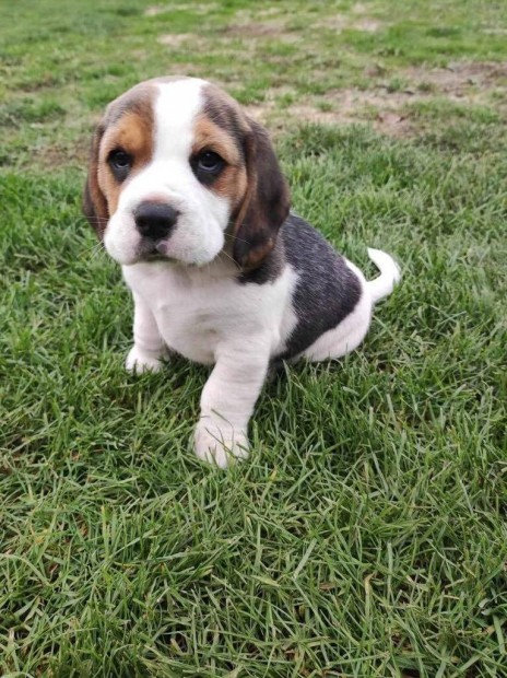 Beagle tricolor 7 hetes kiskutyk elvihetk