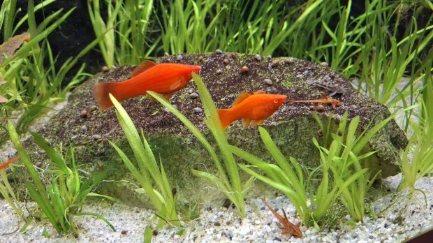 B�csi szif� elad� d�szhal xiphophorus helleri xiph� xipho