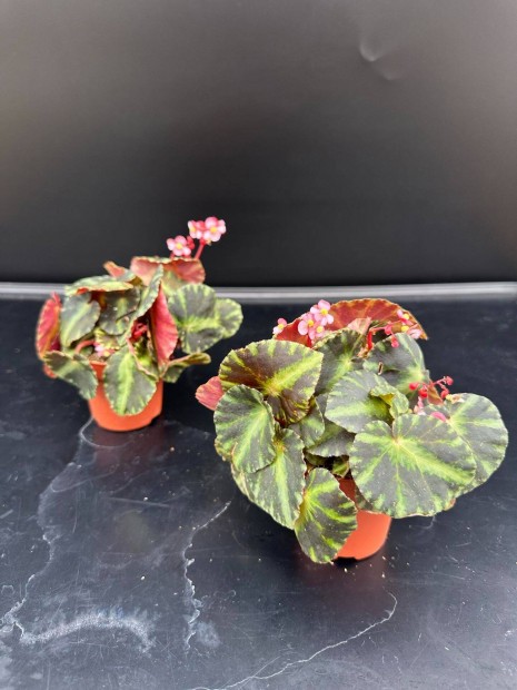 Begonia Cleopatrea Coyle