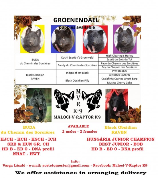 Belgajuhsz Groenendael