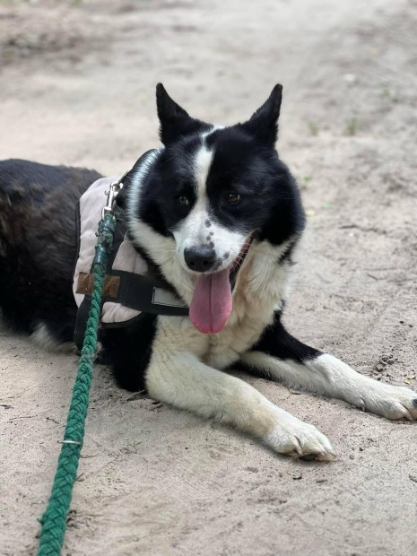 Belinda 5 ves border collie keverk