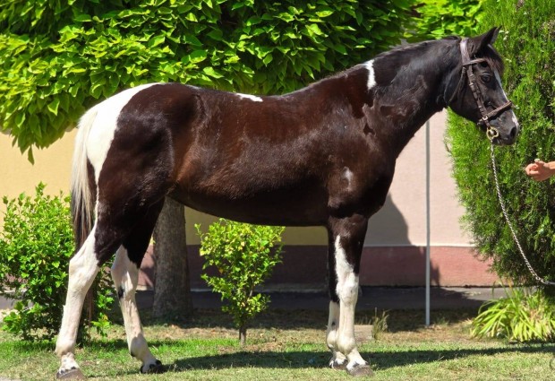 Belovagolt pinto  kanca kltzne