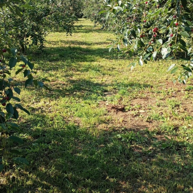 Belter�leten l�v� z�rtkerti gy�m�lcs�s �j gazd�t keres