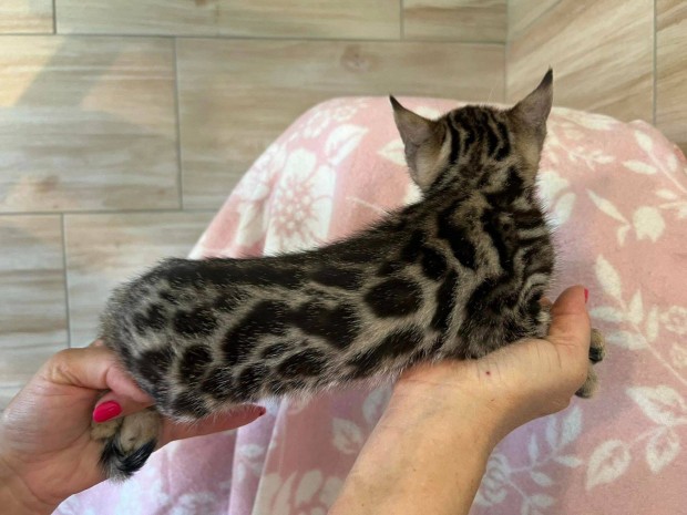 Bengli barna rozetts kislny cica