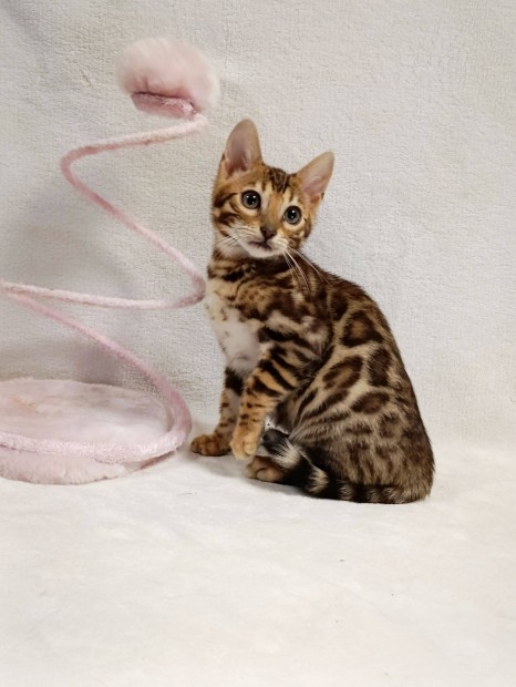 Beng�li kand�r kiscica