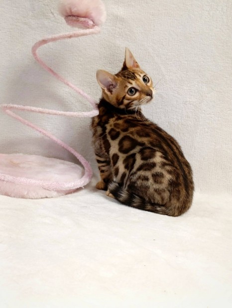 Beng�li kisfi� cica