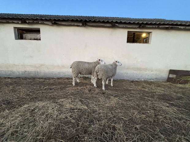 Berrichom du Cher kos 