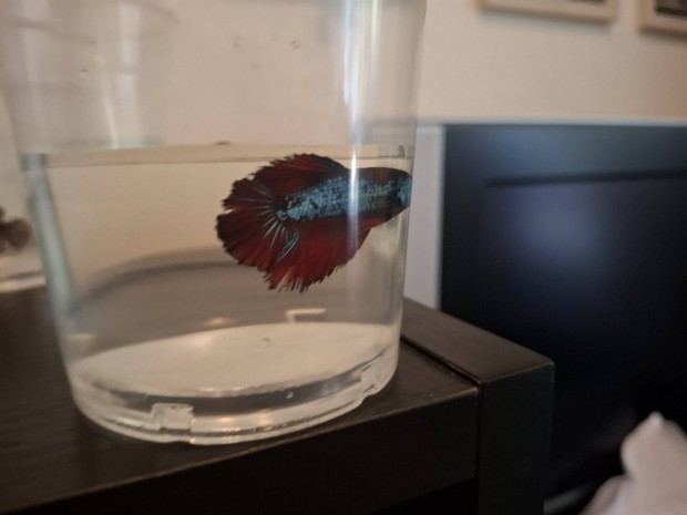 Betta hmek s lnyok 
