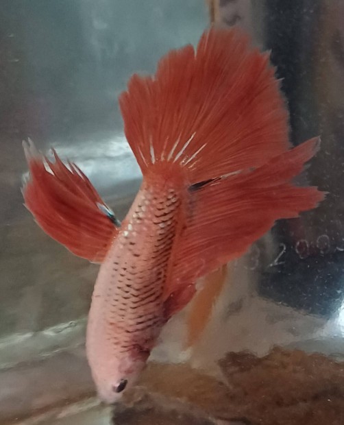 Betta nvendk hm 