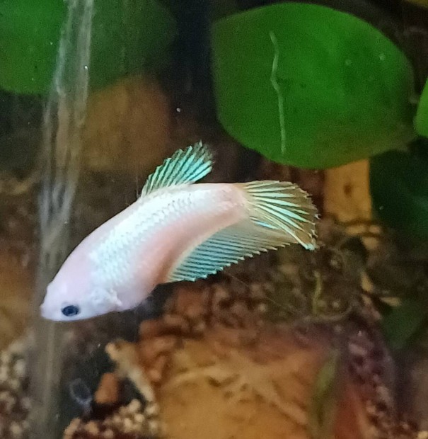 Betta nvendk nstnyek 