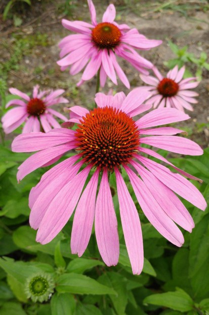 Bíbor kasvirág (Echinacea) gyógynövény, dísznövény