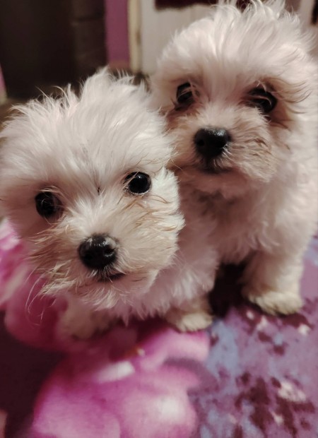 Bichon Havanese  kisfik 