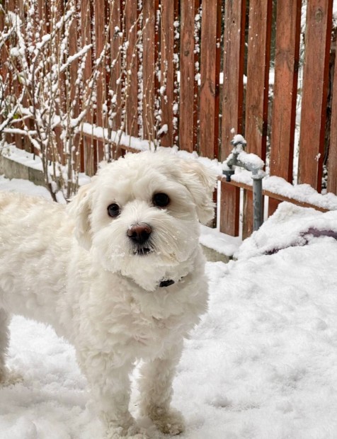 Bichon Havanese fajta jelleg