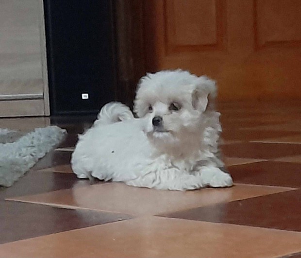 Bichon Havanese fajtatiszta jelleg kiskutyk gazdit keresnek