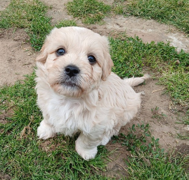 Bichon Havanese kan kiskutyák