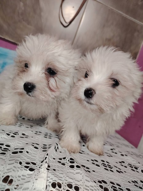 Bichon Havanese kisfi kiskutyk 