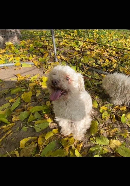 Bichon bolognese kan felntt kutya