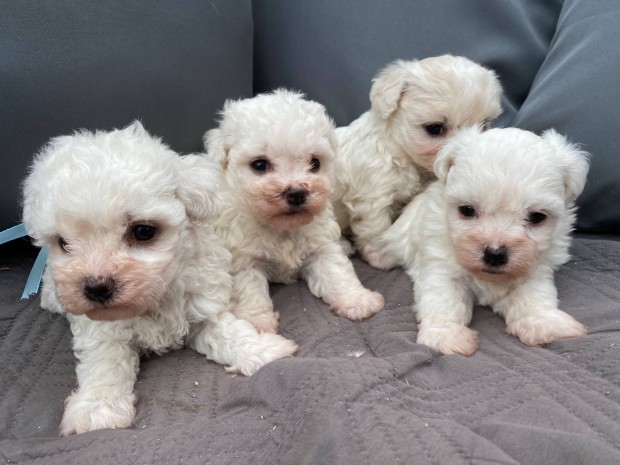 Bichon bolognese kiskutyák eladók