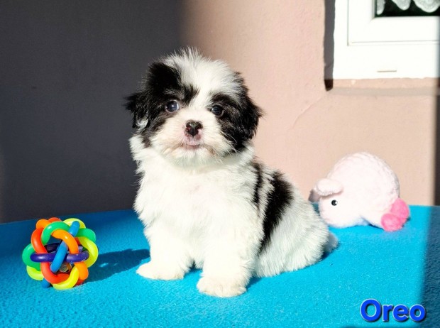 Bichon havanese kisfi Oreo trzsknyvezhet