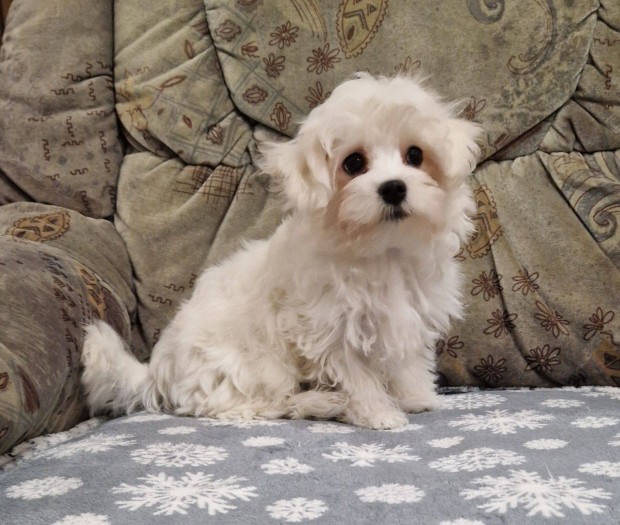 Bichon havanese kisfi , Budapesti szllts megoldhat