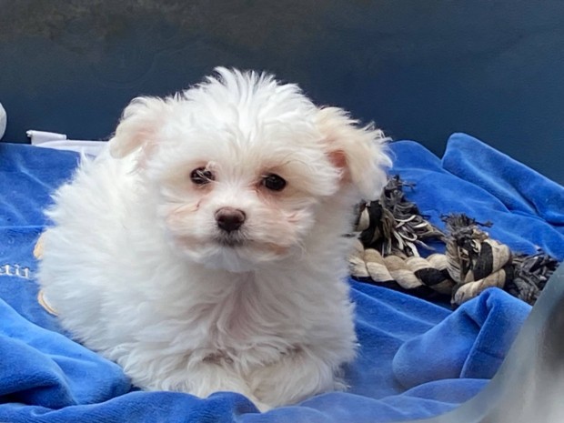 Bichon havanese kisfi elad