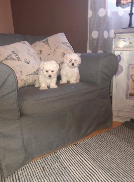 Bichon havanese kiskutyk