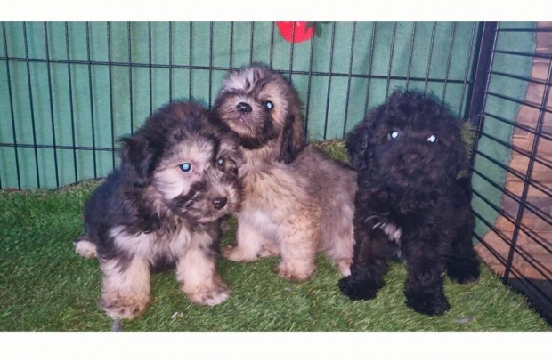 Bichon havanese kiskutyk eladk