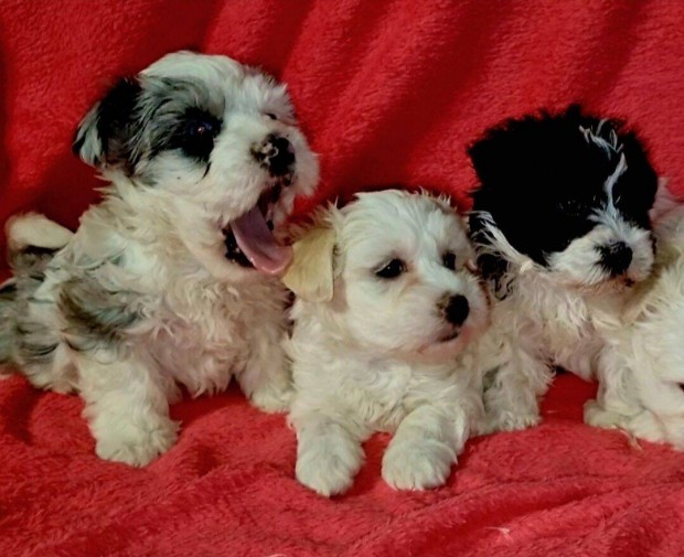 Bichon havanese kiskutyk eladk