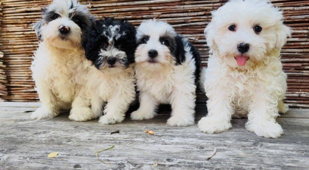 Bichon havanese kiskutyák eladók