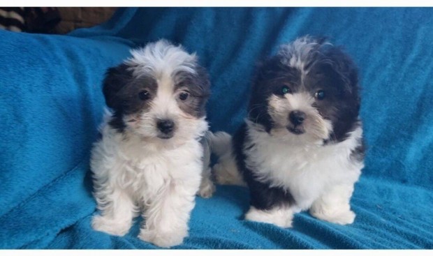 Bichon havanese kiskutyk eladk