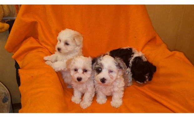 Bichon havanese kiskutyk eladk