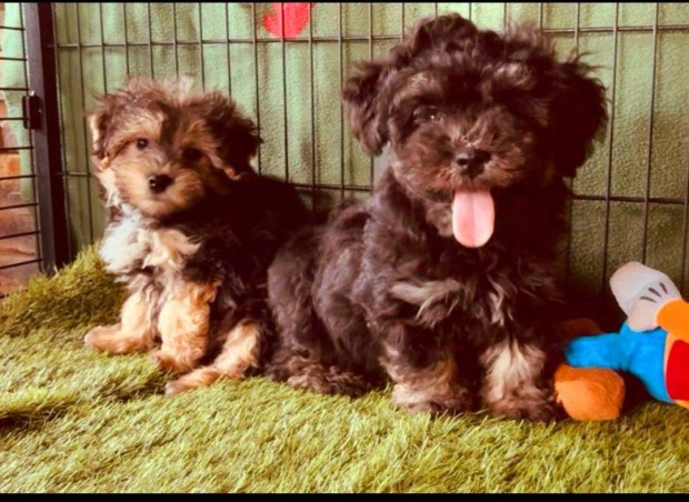 Bichon havanese kiskutyák eladók