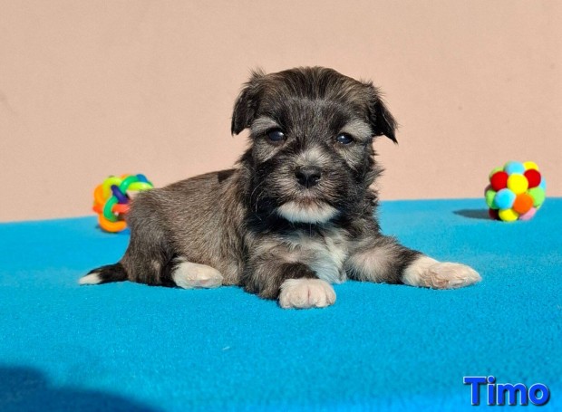 Bichon havanese kiskutyk trzsknyvezhetek