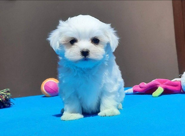 Bichon havanese kislny akr trzsknyvvel is