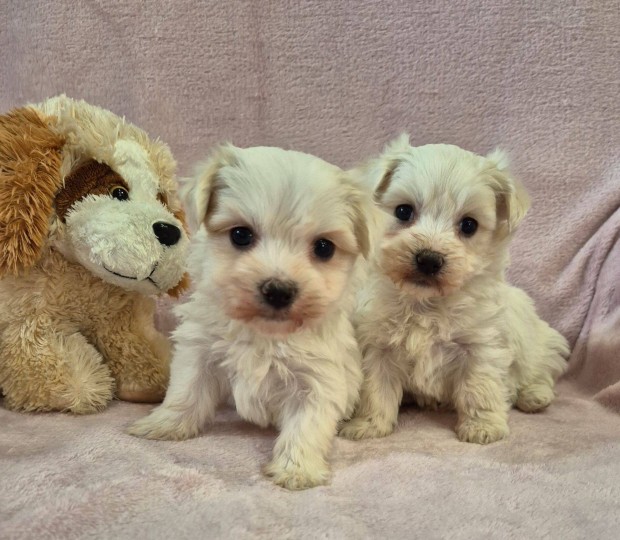 Bichon havanese kislány kiskutyák foglalhatók!