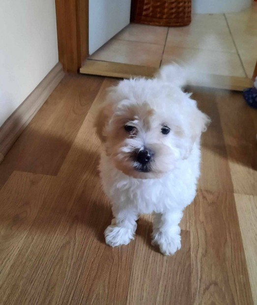 Bichon havanese picik