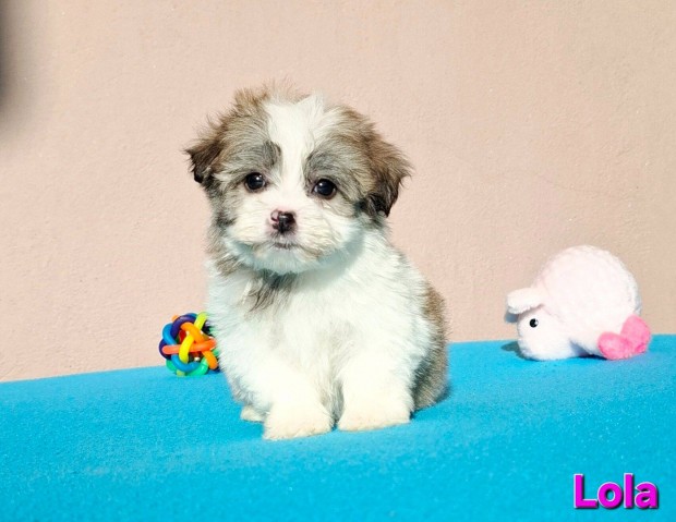 Bichon havanese trzsknyvezhet kiskutyk