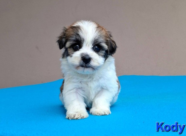 Bichon havanese trzsknyvezhet kiskutyk