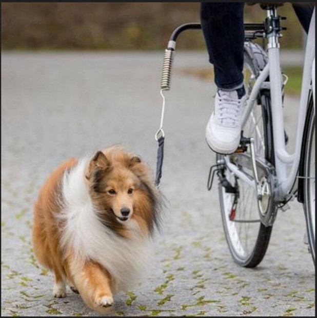 Biciklis kutyaprz, szett kutyknak